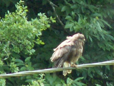 buzzard 1